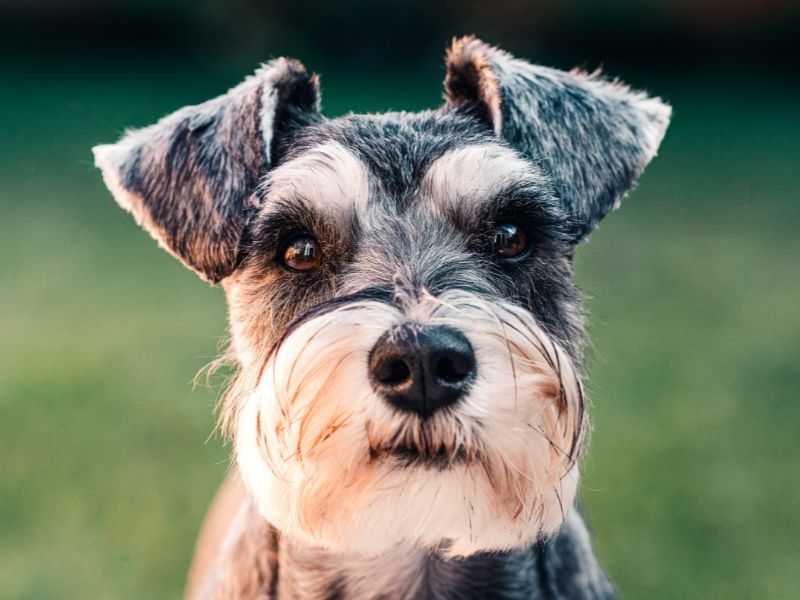 schnauzer dog close up